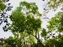 37. Apodytes dimidiata - Bois de peau gris /codène - Icacinacée- M
