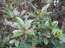 38. Apodytes dimidiata - Bois de peau gris /codène - Icacinacée- M