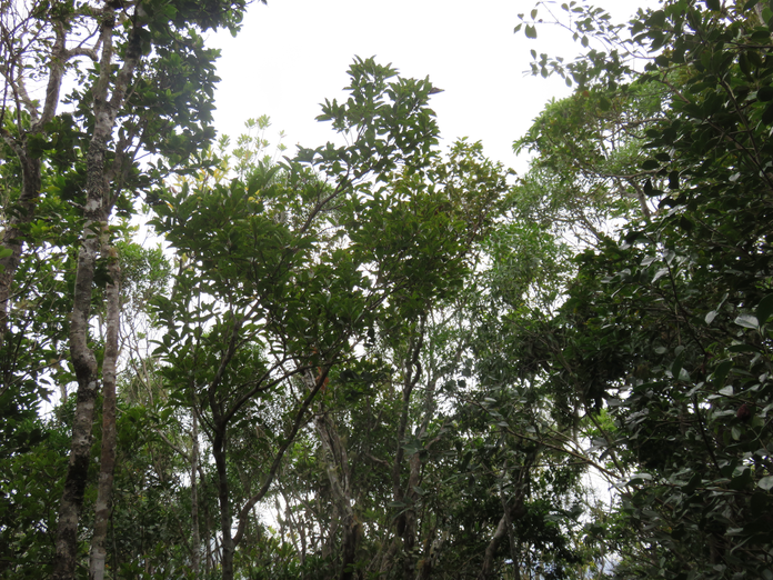 39. Apodytes dimidiata - Bois de peau gris /codène - Icacinacée- M