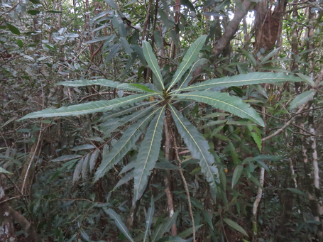 45-hugonia-serrata----liane med hr