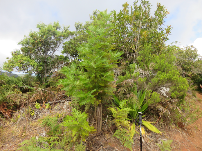 8. Jeune Grevillea robusta - Grévilléa - Proteaceae - Exo. Australie