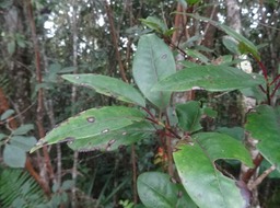 Apodytes dimidiata - Peau gris - ICACINACEAE - Endémique Réunion - DSC01211