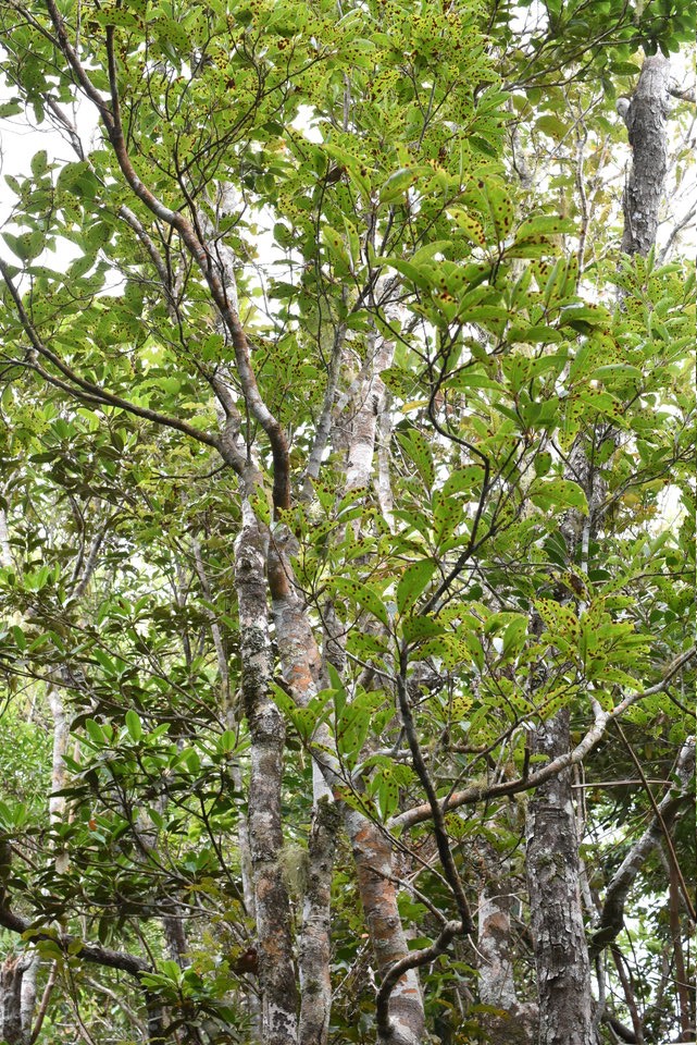 Apodytes dimidiata - Peau gris - ICACINACEAE - Endémique Réunion - MAB_7447