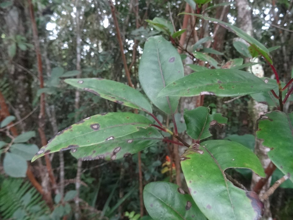 Apodytes dimidiata - Peau gris - ICACINACEAE - Endémique Réunion - DSC01211