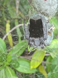 Cyrtophora citricola.épeire de l'opuntia. araneidae 