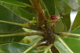 Fleur du bois de fer batard