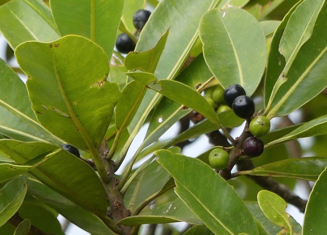 fruits du Bois de fer batard