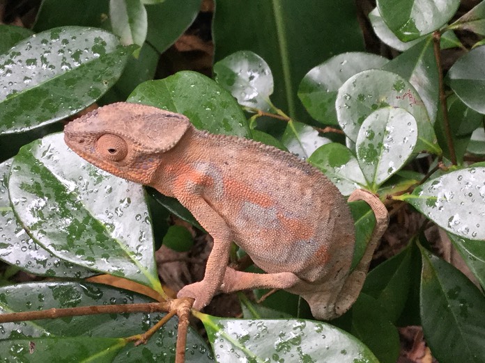 Furcifer pardalis - Endormi femelle - CHAMAELEONIDAE - Exotique,  Madagascar 
