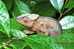 Furcifer pardalis  femelle..endormi. cameleon panthère. chamaeleonidae.P1770846