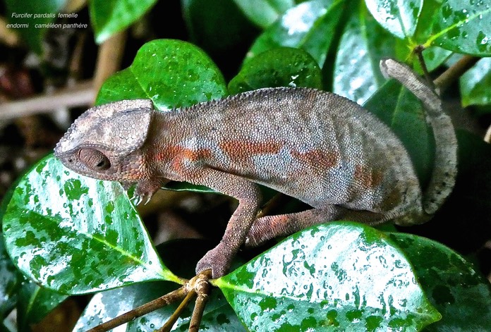 Furcifer pardalis femelle.endormi.caméléon panthère chamaeleonidae .. P1770842