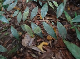 Memecylon confusum - Bois de balai - MELASTOMATACEAE - Endémique Réunion - DSC01189