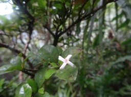 Myonima obovata - Prune rat - RUBIACEAE - Endémique Réunion, Maurice - DSC01216