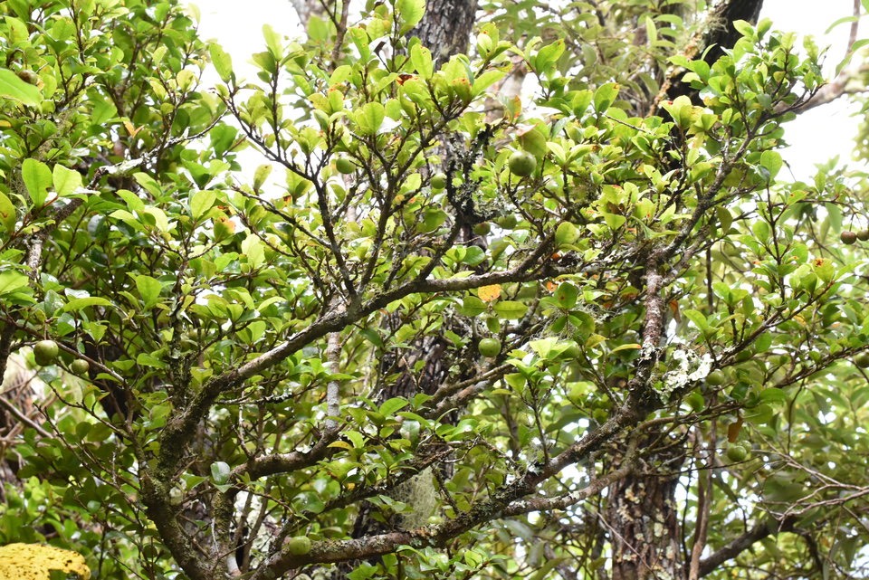 Myonima obovata - Prune rat - RUBIACEAE - Endémique Réunion, Maurice - MAB_7440