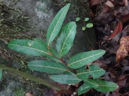 Olax psittacorum - Bois d'effort - OLACACEAE - Endémique Réunion, Maurice - DSC01196