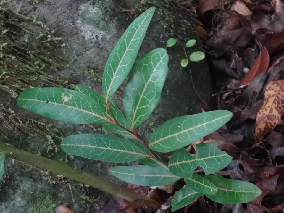 Olax psittacorum - Bois d'effort - OLACACEAE - Endémique Réunion, Maurice - DSC01196