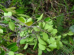Secamone dilapidans - Liane de lait - APOCYNACEAE - Endémique Réunion, Maurice - DSC01168