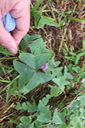 18 ??? Oxalis
