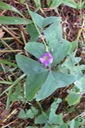 19 La fleur de ??? l'oxalis