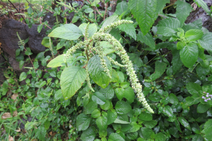 21 Brède pariaterre