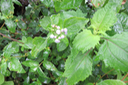22 Zerb à bouc (fleurs)