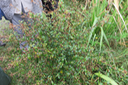 24 Sida (Herbe dure) (un arbuste ici)