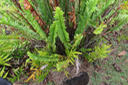 30 Nephrolepis abrupta