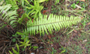 31 Nephrolepis biserrata