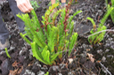 36 ??? Nephrolepis abrupta