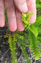 37 Extrémité de la fronde de Nephrolepis abrupta