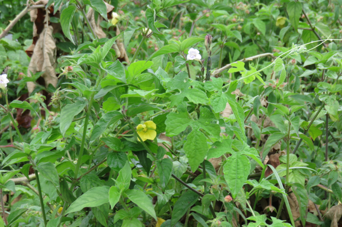 4 Herbe bourrique (4 pétales, jaunes) et Herbe le rail (fleur blanche)