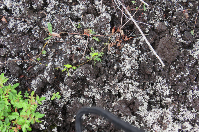 43 Jeune pousse de Lencens (en bas à gauche), jeune pousse de Cascavelle et lichen Fleur de roche
