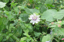 5 Passiflora fœtida