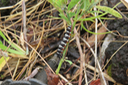 51CChenille sur Crotalaire