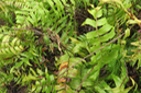 54 Nephrolepis biserrata