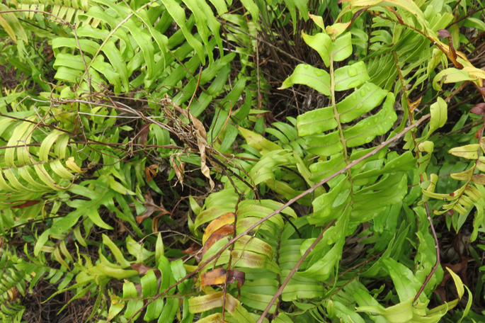 54 Nephrolepis biserrata