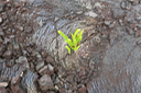 55 Jeune Nephrolepis abrupta sur lave pahoehoe