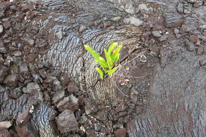 55 Jeune Nephrolepis abrupta sur lave pahoehoe