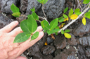 58 Jeune Ficus (reflexa?)