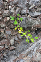 59 Jeune Ficus (reflexa?)