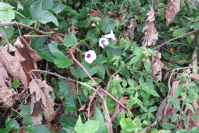 7 Convolvulacée sp.