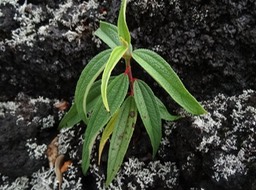 Bois de chapelet - Boehmeria penduliflora - URTICACEAE - EEE