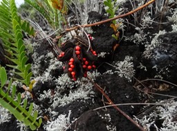Cascavelle - Abrus precatorius - FABACEAE - Inde, Asie