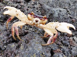 Geograpsus grayi (15)