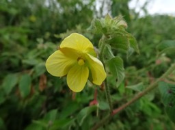 Herbe bourrique - Ludwigia octovalvis - ONAGRACEAE - Indigène Réunion