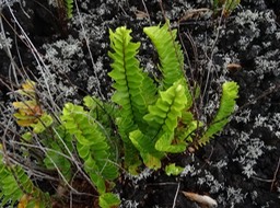 Nephrolepis abrupta - NEPHROLEPIDACEAE - Réunion, Maurice, Magdagascar, Comores