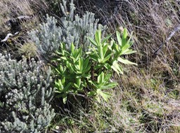 15 Psiadia anchusifolia 