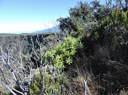 16 Branles, psiadia, sophora 