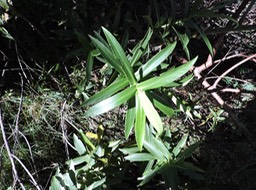 17 Chasse vieillesse 