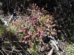 18 Prunella vulgaris 