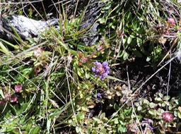 19 Prunella vulgaris 